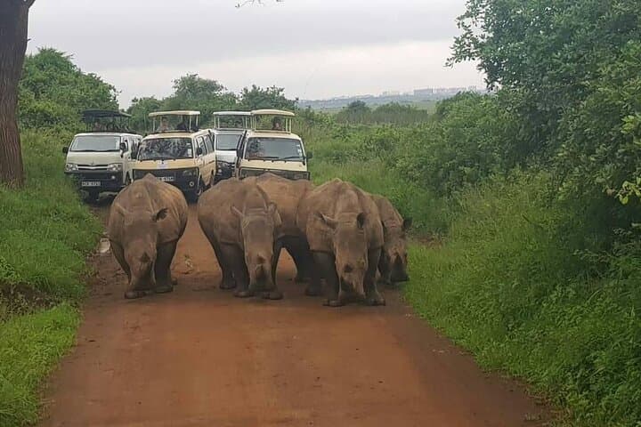 Meet the Northern White Rhinos at Ol Pejeta: Day Tour from Nanyuki photo 4