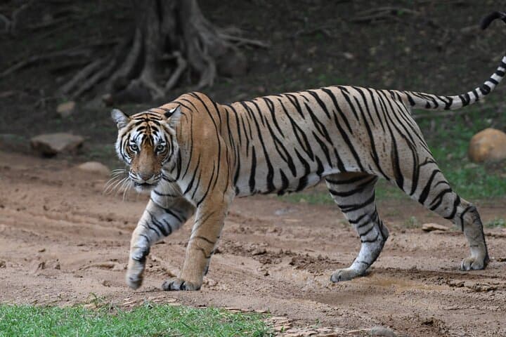 Ranthambore Tiger Safari: Day Trip from Jaipur to See Bengal Tigers in the Wild