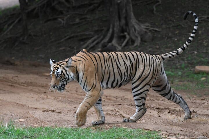 Ranthambore Tiger Safari: Day Trip from Jaipur to See Bengal Tigers in the Wild photo 2
