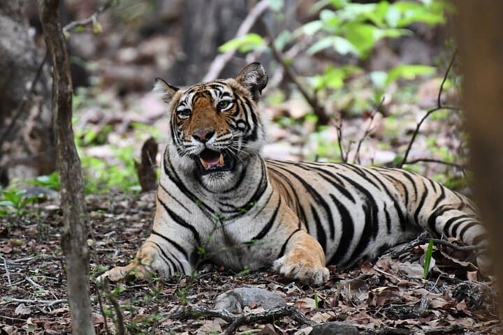Ranthambore Tiger Safari: Day Trip from Jaipur to See Bengal Tigers in the Wild photo 3