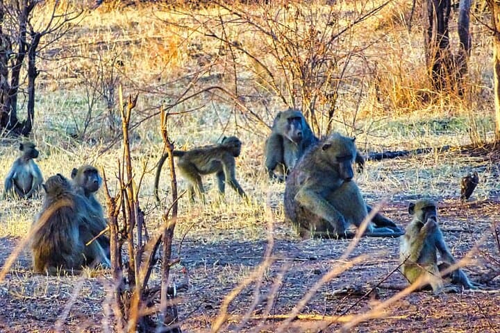 Vulture Experience: 4x4 Safari Drive at Victoria Falls photo 6