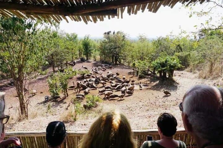 Vulture Experience: 4x4 Safari Drive at Victoria Falls photo 2