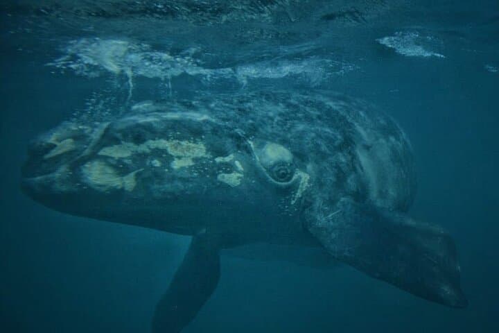 Submarine Whale Watching in Puerto Piramides — Panoramic Views of Peninsula Valdés photo 2