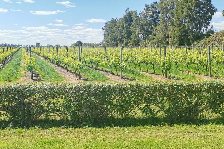 Montevideo Tannat Wine Escape: Private Winery Tour & Gourmet Lunch