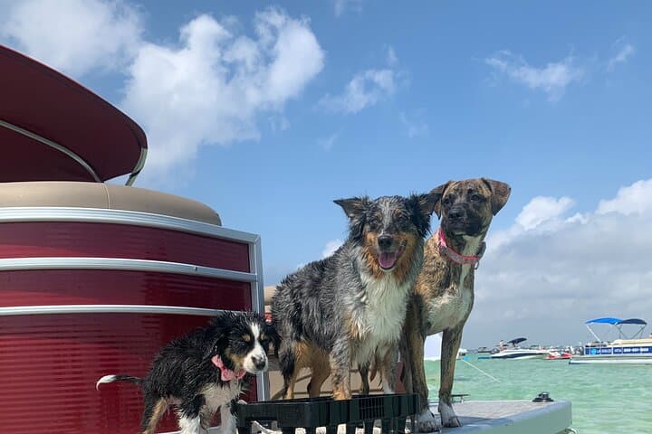 Destin Pontoon Rental & Crab Island Day Trip — 24ft Pontoon on Choctawhatchee Bay photo 2
