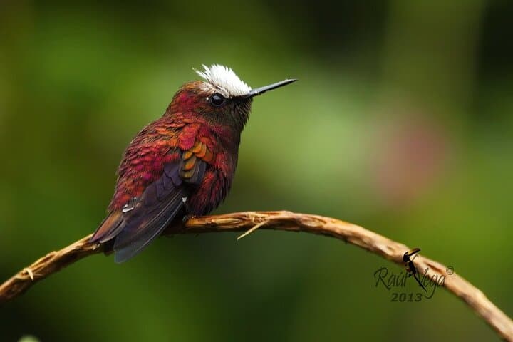 Rio Celeste Bird Watching — Tenorio's Turquoise Rivers & Tropical Birds photo 6