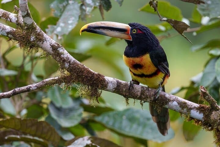 Rio Celeste Bird Watching — Tenorio's Turquoise Rivers & Tropical Birds photo 3