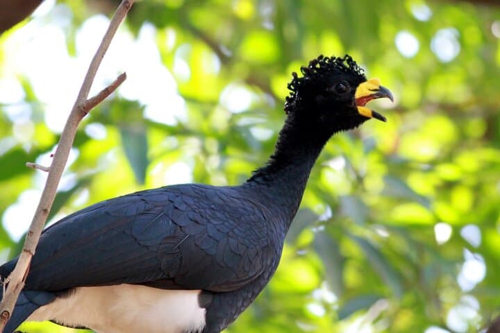 Rio Celeste Bird Watching — Tenorio's Turquoise Rivers & Tropical Birds