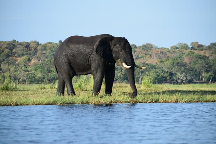 Sunrise Chobe Full-Day Game Drive and Chobe River Boat Safari photo 3