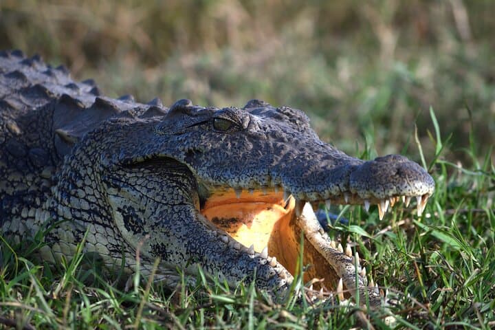 Sunrise Chobe Full-Day Game Drive and Chobe River Boat Safari photo 4