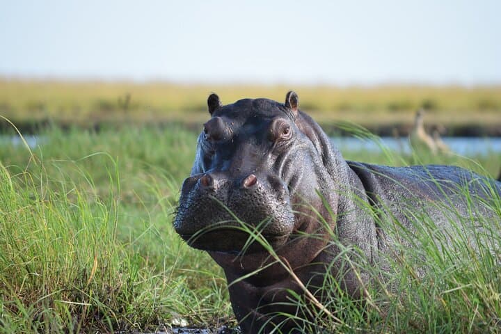 Sunrise Chobe Full-Day Game Drive and Chobe River Boat Safari photo 5