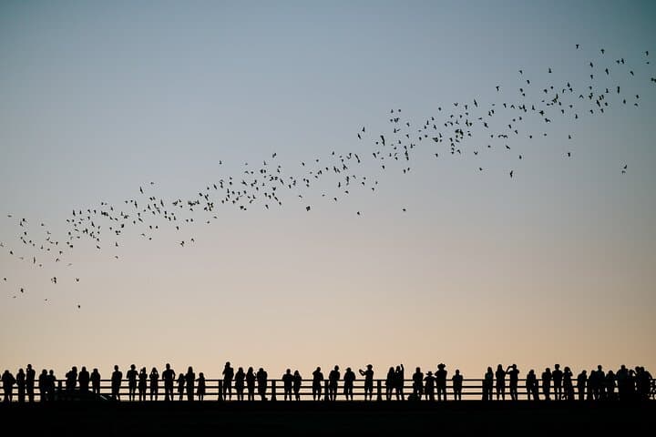 Sunset Bat Kayak Tour on Lady Bird Lake — Congress Avenue Bridge Bats photo 6