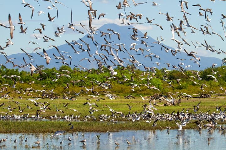 Birdwatching in El Salvador: Eco Parque El Espino & El Boquerón with a Biologist Guide