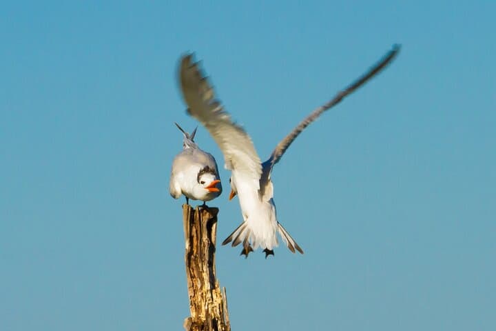 Birdwatching in El Salvador: Eco Parque El Espino & El Boquerón with a Biologist Guide photo 4