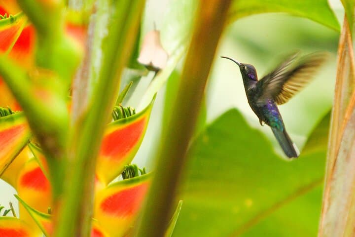 Birdwatching in El Salvador: Eco Parque El Espino & El Boquerón with a Biologist Guide photo 5