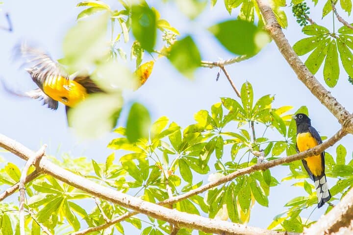 Birdwatching in El Salvador: Eco Parque El Espino & El Boquerón with a Biologist Guide photo 3