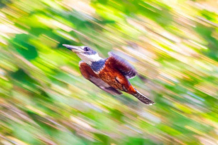 Birdwatching in El Salvador: Eco Parque El Espino & El Boquerón with a Biologist Guide photo 6