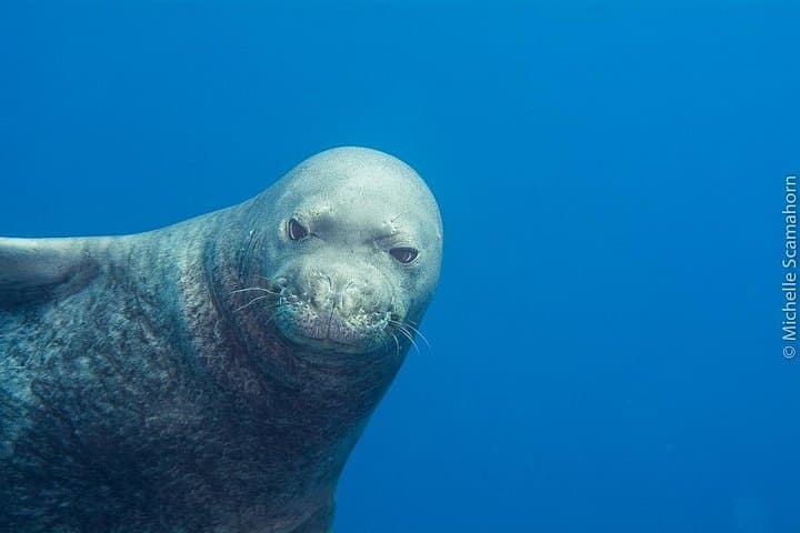 Niʻihau Two‑Tank Scuba Adventure from Kauaʻi — Mantas, Monk Seals & Vertical Walls photo 1