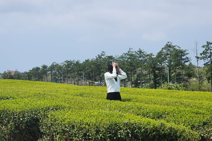 Southern Jeju UNESCO Day Tour: Hallasan Hike, Camellia Hill & Coastal Lava Cliffs photo 5
