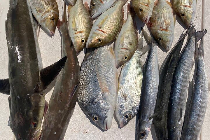 Shared 4-Hour Deep-Sea Fishing Trip from Port Rashid, Dubai photo 4