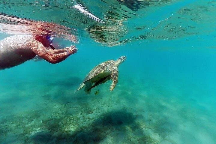 Marsa Mubarak Snorkel Cruise from Marsa Alam: Red Sea Coral & Turtle Encounters photo 4