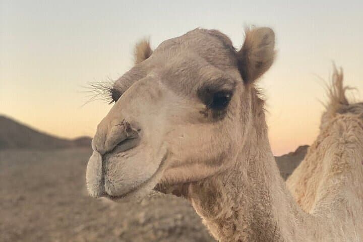 Marsa Alam Bedouin Super Safari: Sunset Quad Biking, Camel Ride & BBQ Experience photo 2
