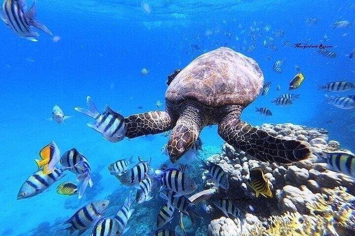 Marsa Mubarak Snorkeling and Intro Dive with Lunch — Mekkey's Room & Wreck Exploration photo 3