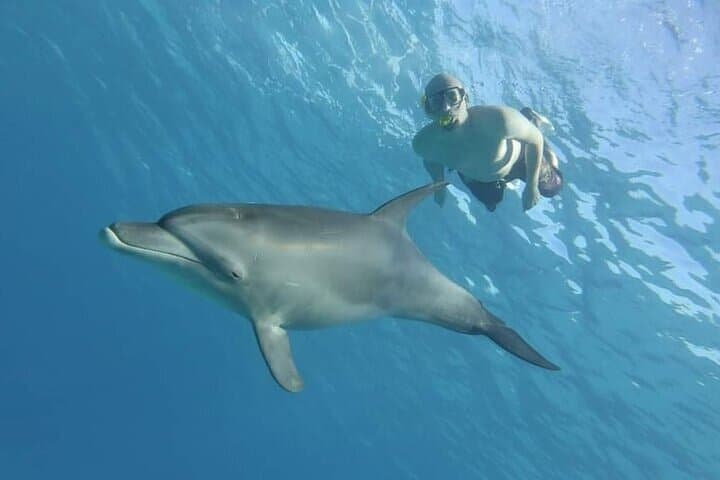 Explore Sataya Reef: Full-Day Snorkel to Dolphin House from Marsa Alam photo 2