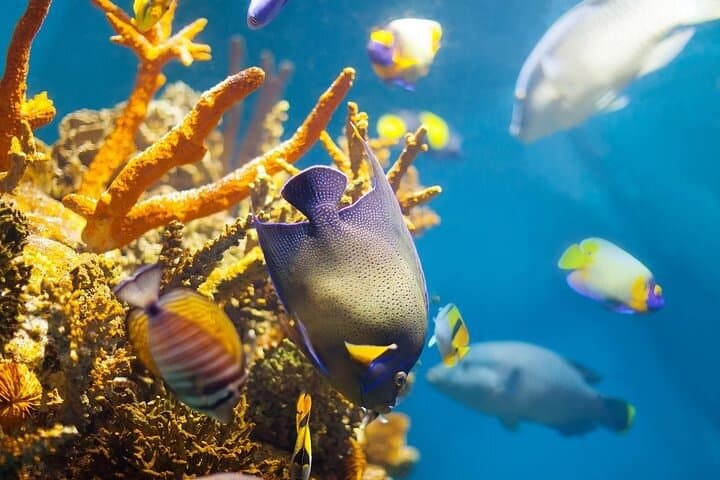 Explore Sataya Reef: Full-Day Snorkel to Dolphin House from Marsa Alam photo 3