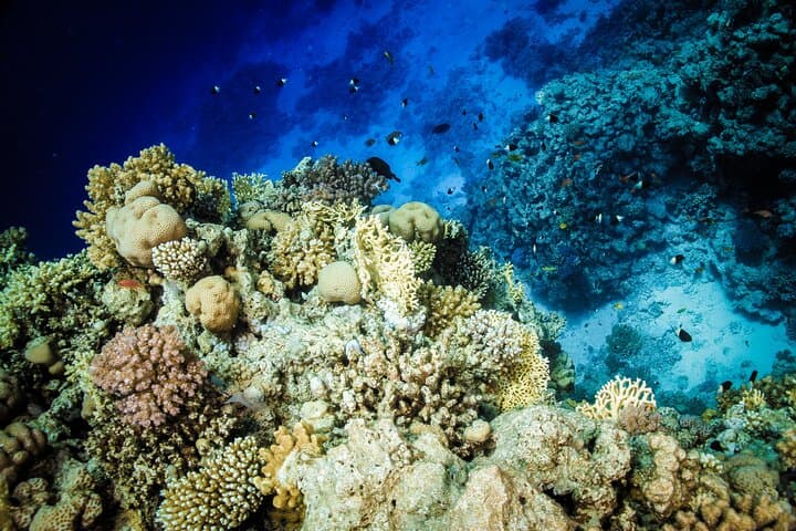 Intro Scuba Diving in Hurghada: Full-Day Boat Trip with Lunch & Transfers photo 4