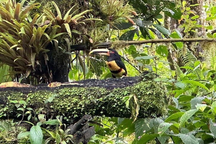 Mindo Cloud Forest Full-Day Tour from Quito — Birds, Waterfalls & Chocolate