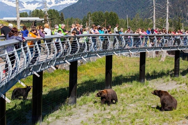 Portage Glacier & Alaska Wildlife Conservation Center: Day Tour from Anchorage photo 4