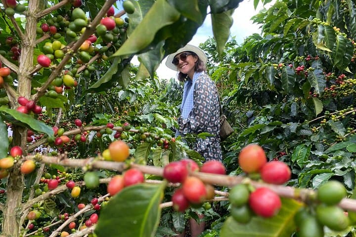 Coffee Tour and Hot Springs in Colombia's Coffee Region: Seed-to-Cup Experience