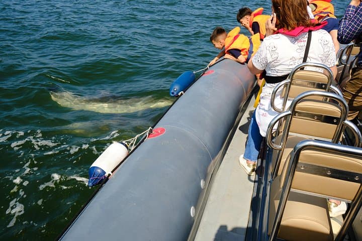 Dolphin Watching in Setúbal: Sado Estuary Boat Tour to See Wild Bottlenose Dolphins photo 3