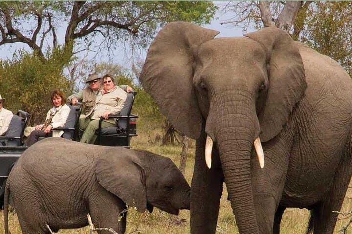 Kruger National Park 4-Day Full-Board Safari from Johannesburg: Big 5 Game Drives & Hazyview Culture photo 3