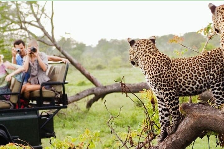 4-Day Kruger Big 5 Safari from Johannesburg: Game Drives, Panorama Route & Wildlife Immersion photo 4