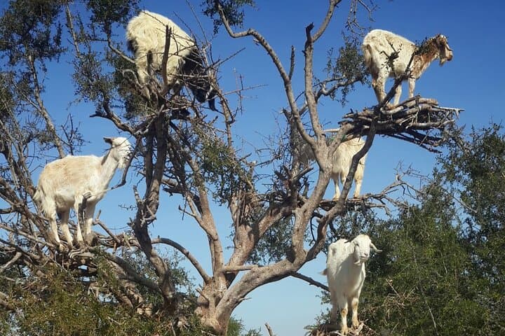 Essaouira Private Day Trip from Marrakech: Coastal Escape & Argan Co-op Visit photo 4
