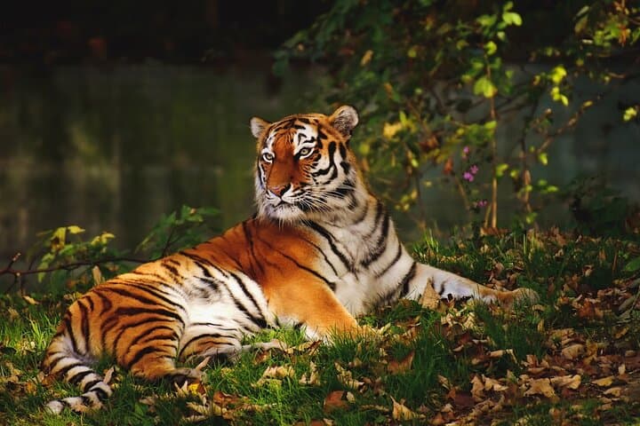 3-Day Ranthambore Tiger Safari from Delhi — Morning & Afternoon Game Drives photo 1