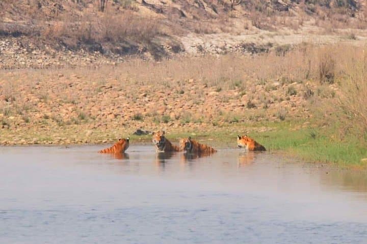 On Foot with Tigers: 4-Day Bardiya Walking Safari and Tharu Culture