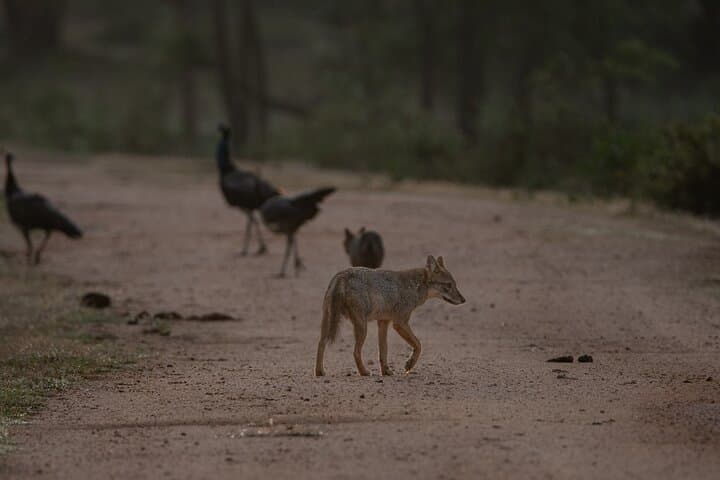 Yala National Park Full-Day Safari: Leopard Encounters & Coastal Wilderness photo 5
