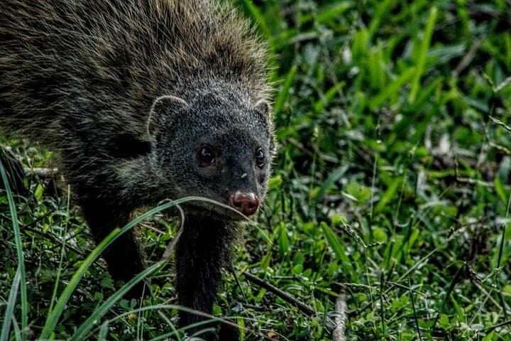 Yala National Park Full-Day Safari: Leopard Encounters & Coastal Wilderness photo 4