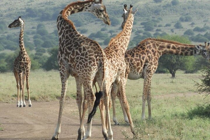 Nairobi Museum, Giraffe Centre & Bead Workshop Day Tour — Culture, Conservation & Close Encounters photo 2