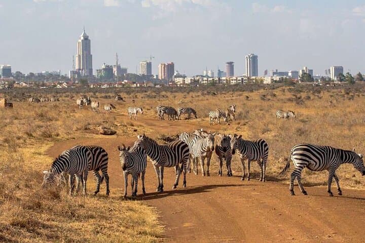 Explore Nairobi National Park: Half-Day Game Drive Near Nairobi City photo 2