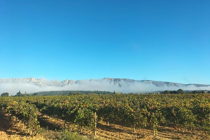Half-Day Sainte-Victoire Wine Tour with Picnic and Pétanque photo 5