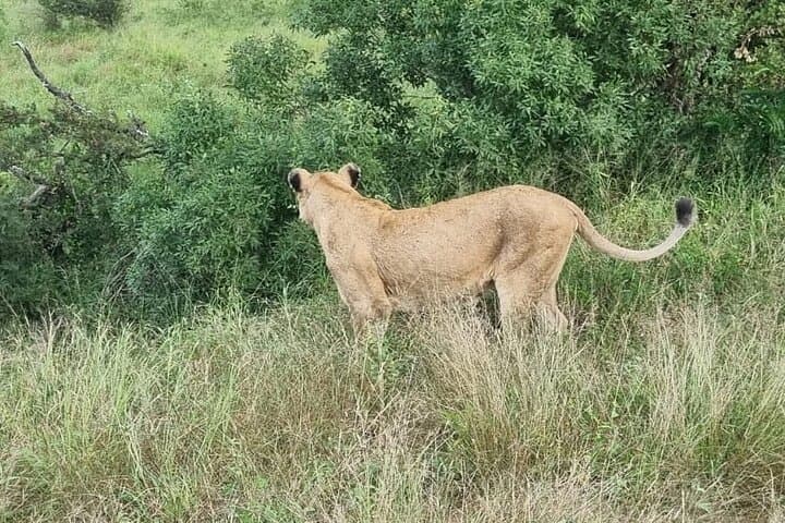 Kruger National Park Game Drive: Crocodile Bridge & Malelane Big Five Safari photo 5
