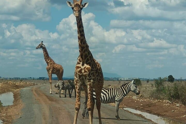 Explore Nairobi’s Unique Urban Wilderness and Cultural Heritage on a Full-Day Tour