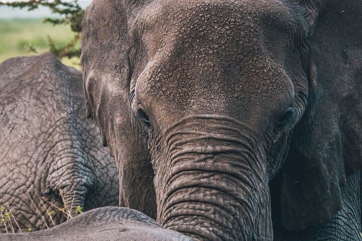 Ngorongoro Crater Full-Day Safari from Arusha photo 6
