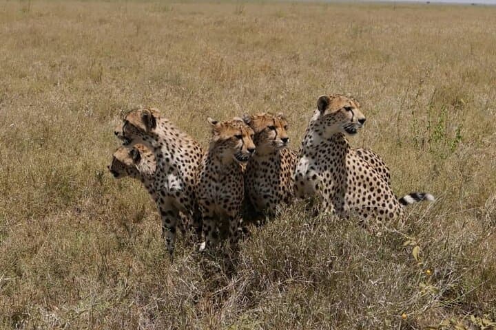 5-Day Camping Safari: Taste of Tanzania — Serengeti, Ngorongoro & Lake Manyara