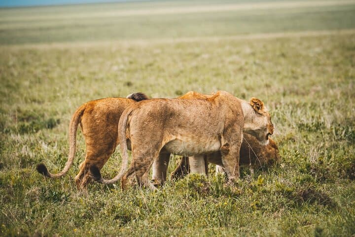 5-Day Camping Safari: Taste of Tanzania — Serengeti, Ngorongoro & Lake Manyara photo 2
