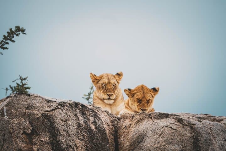 5-Day Camping Safari: Taste of Tanzania — Serengeti, Ngorongoro & Lake Manyara photo 3